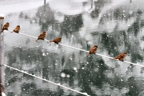 Snow  Stock Photos