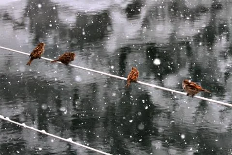 Snow  Stock Photos