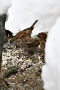 Snow  Stock Photos