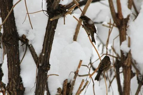 Snow  Stock Photos