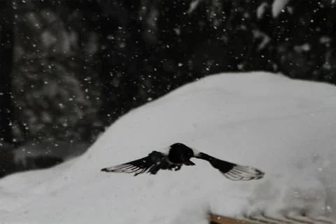 Snow  Stock Photos