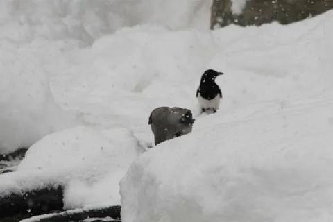 Snow  Stock Photos