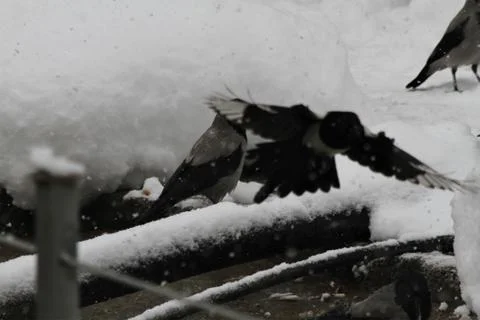 Snow  Stock Photos