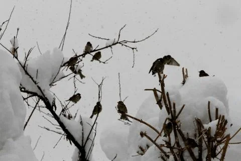 Snow  Stock Photos