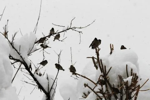Snow  Stock Photos