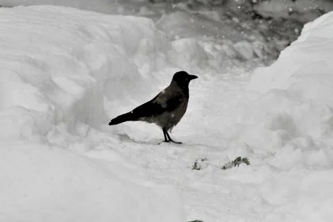 Snow  Stock Photos