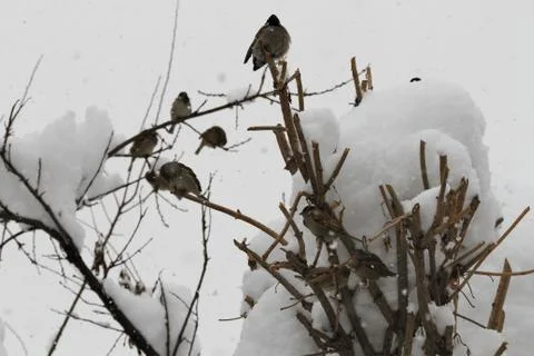Snow  Stock Photos