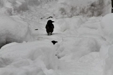 Snow  Stock Photos
