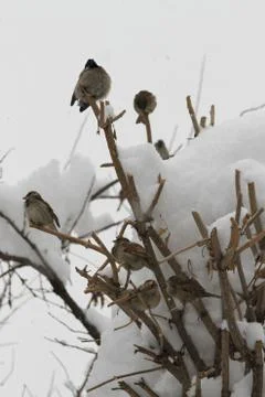Snow  Stock Photos