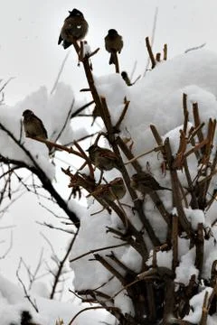 Snow  Stock Photos