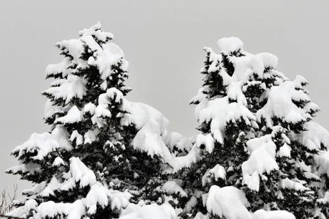 Snow  Stock Photos