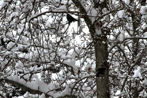 Snow  Stock Photos