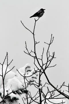 Snow  Stock Photos