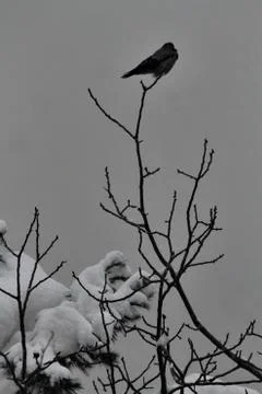 Snow  Stock Photos