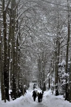 Snow  Stock Photos