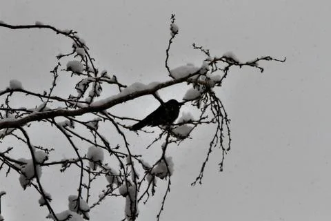 Snow  Stock Photos