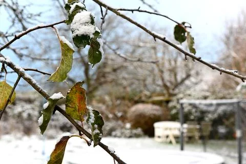 Snow Foto stock