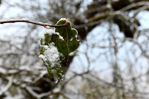 Snow 库存照片