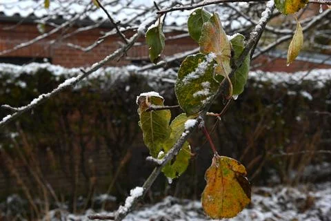 Snow Stock-Fotos