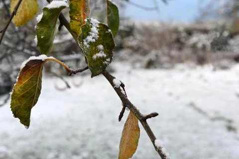 Snow Photos