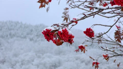 Snow piles up on the red nuts Stock Footage 145236868