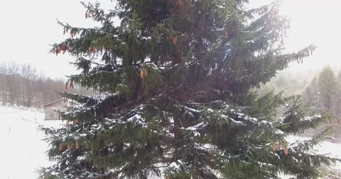 SNOW PINE and BARN Video stock 146955591