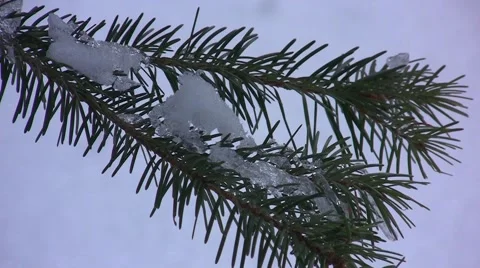 Snow on Pine Branch Close-up Stock Footage 44733770