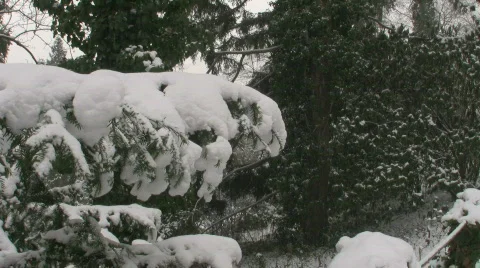 Snow on Pine Branch 스톡 동영상 585943