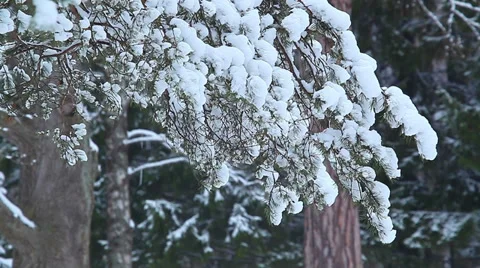 Snow on pine branch Stock Footage 34117326