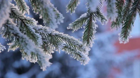 Snow on the pine branch Video stock 60914960