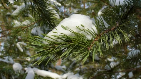 Snow on pine branch in sunny winter forest Stock Footage 88079251