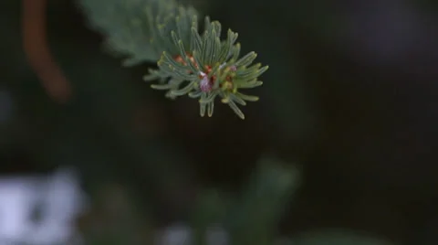 Snow on pine branch tilting shot Stock Footage 33904559