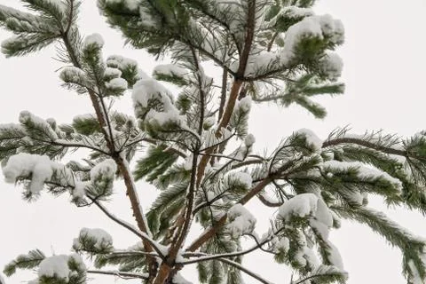 Snow pine branches with cones isolated on white Stock Photos