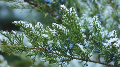 Snow on pine branches Video stock 56319965