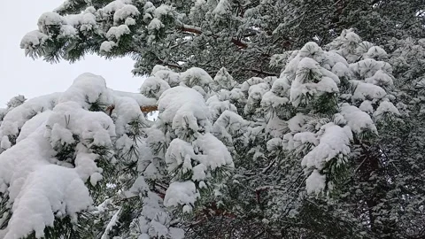 Snow on pine branches 스톡 동영상 306547825