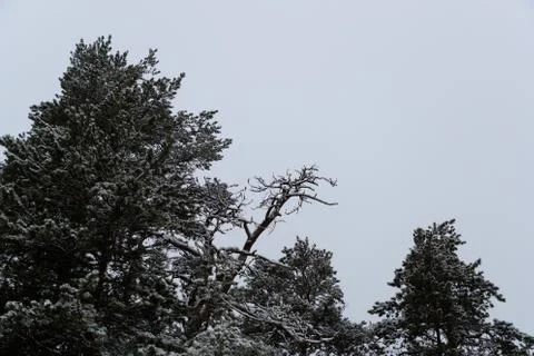 Snow on the pine branches Stock Photos