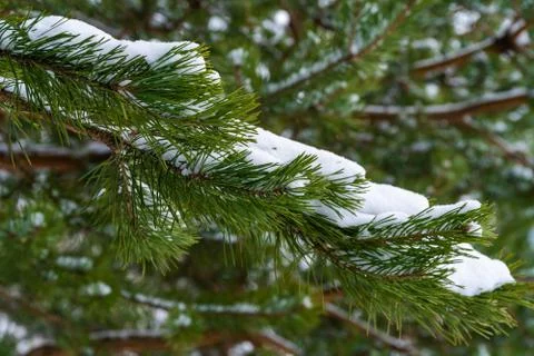 Snow on pine branches in the winter forest in Kronstadt. Stock Photos