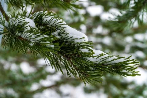 Snow on pine branches in the winter forest in Kronstadt. Stock Photos