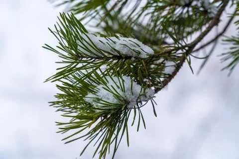 Snow on pine branches in the winter forest in Kronstadt. Stock Photos