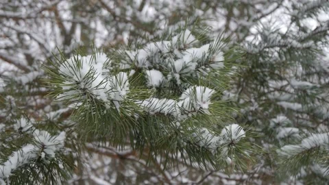 Snow on the pine. Close-up. Stock Footage 100373566