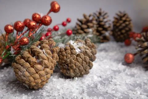 Snow on pine cones red berries background Stock Photos