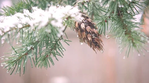 Snow Pine 스톡 동영상 86450930