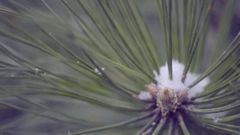 Snow in the pine forest Stock Footage 76250403