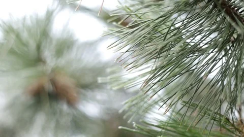 Snow in the pine forest Stock Footage 76250414