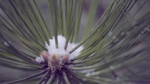 Snow in the pine forest Stock Footage 76894773