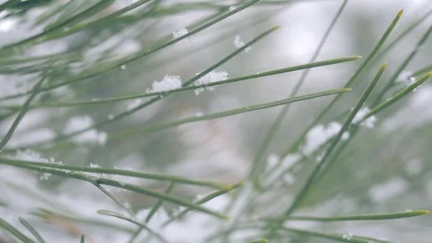 Snow in the pine forest Stock Footage 76895178