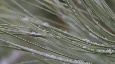 Snow in the pine forest Stock Footage 76895280