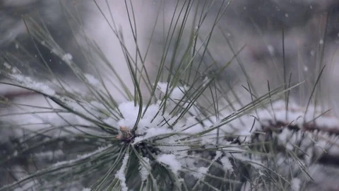 Snow in the pine forest Stock Footage 76895441