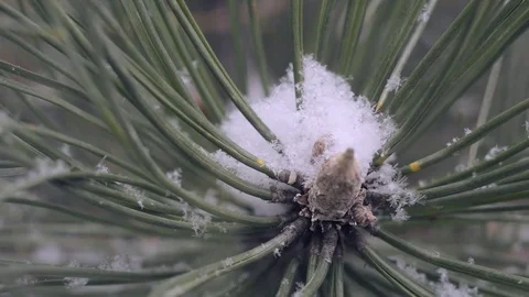 Snow in the pine forest Stock Footage 76895618