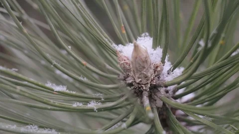 Snow in the pine forest Stock Footage 76957014